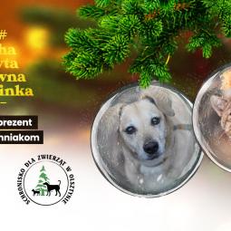 charytatywna choinka