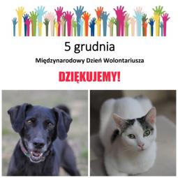 dzień wolontariusza