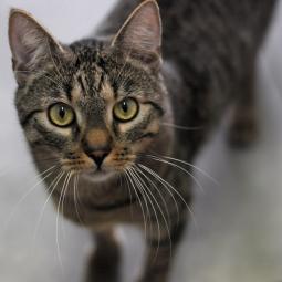 romeo, bury pręgowany, kocurek