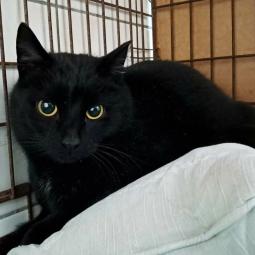 kot, czarny, kastrowany