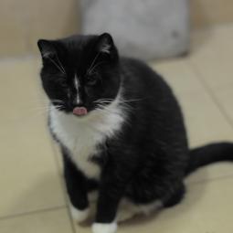 kotka, czarno-biała