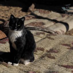 kotka, czarno-biała