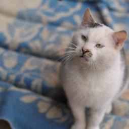 kot, biały, bez ogonka