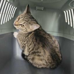 kotka, bura z białym