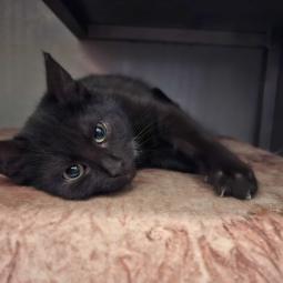 kocurek, czarny z białym