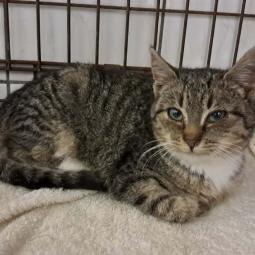 kotka, bury z białym