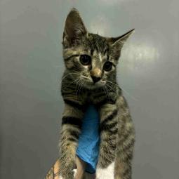 kotka, bura z białym