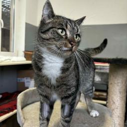 kotka, bura z białym