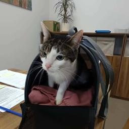 kotka, bura z białym