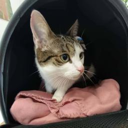 kotka, bura z białym