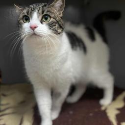 kotka, bura z białym