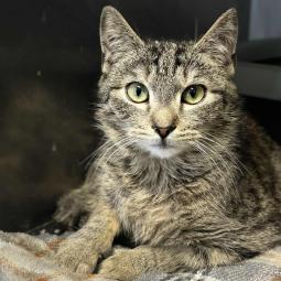 kot, bury pręgowany