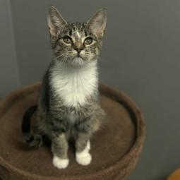 kotka, bura z białym