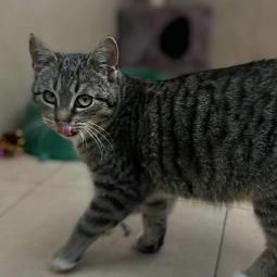 kotka, bury z białym