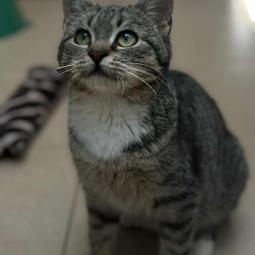 kotka, bury z białym