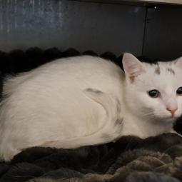 biały kot z czarnymi znaczeniami