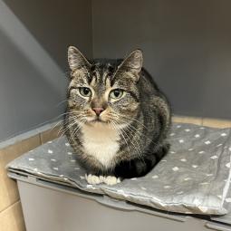 kotka, bura z białym