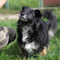 mały, czarny, biały krawat, kudłaty