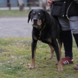 pies, duży, czarny podpalany, klapnięte uszy