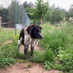 pies, średni czarno-biały