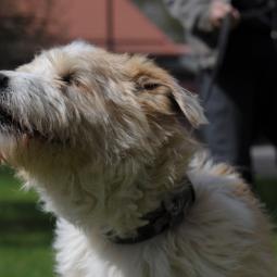 pies, średni, beżowo biały