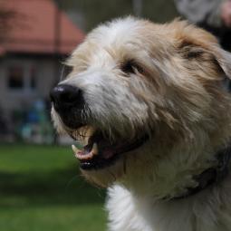 pies, średni, beżowo biały