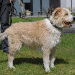 pies, średni, beżowo biały