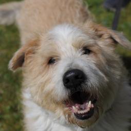 pies, średni, beżowo biały