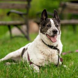 pies, duży, brązowo biały, dereszowaty