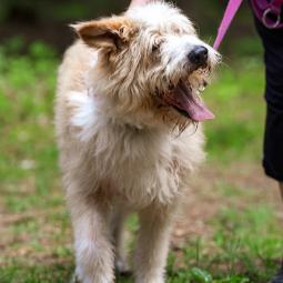 pies, średni, beżowo biały