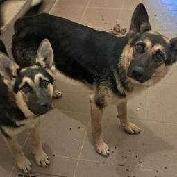 suczki, czarne podpalane, mieszańce