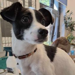 mała, czarno-biała suczka