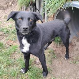 pies, samiec, czarny z białym