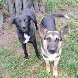 pies, samiec, czarny z białym