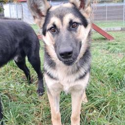 suczka, czarna podpalana