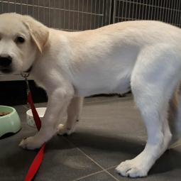 biszkoptowy szczeniaczek w typie labradora 