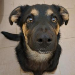 pies, samiec, czarny podpalany