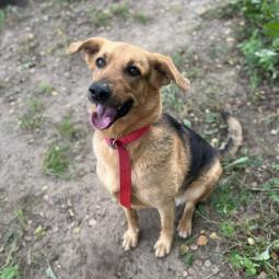 suczka, mieszaniec, czarna podpalana