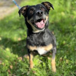 pies, samiec, mieszaniec, czarny podpalany