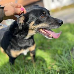 pies, samiec, mieszaniec, czarny podpalany