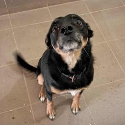 pies, samiec, mieszaniec, czarny podpalany