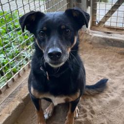 pies, samiec, mieszaniec, czarny podpalany