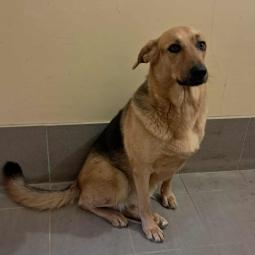 suczka, mieszaniec, czarna podpalana