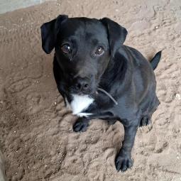 mieszaniec, czarny z białym, samiec