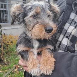 pies, samiec, mieszaniec, trzykolorowy