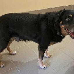 samiec, czarny podpalany, średni