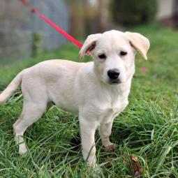 biszkoptowy szczeniaczek w typie labradora 