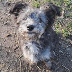 suczka, mała, mieszaniec, szara