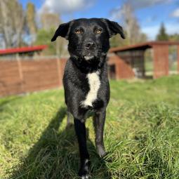 pies, samiec, czarny z białym