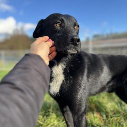 pies, samiec, czarny z białym